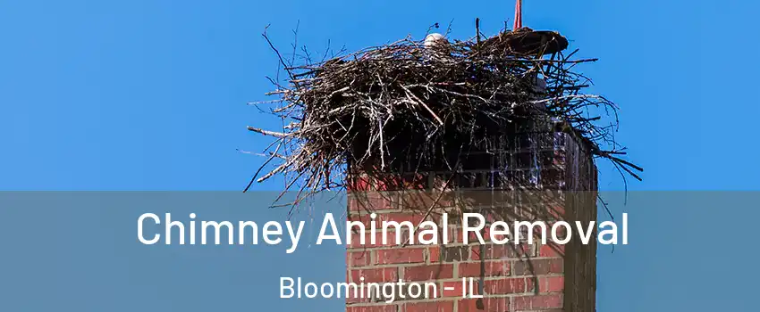  Chimney Animal Removal Bloomington - IL