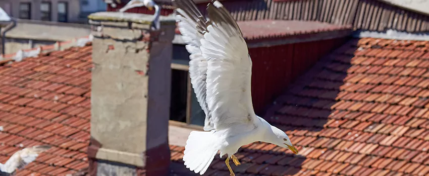 Residential Chimney Animal Removal Solution in Bloomington, IL
